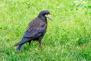 A black rook (raven) walks on the green grass in  forest in  summer_