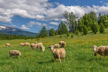 sheep meadow flowers mountains graze