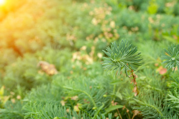 Spurge cypress grass
