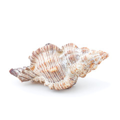 Морская раковина изолированная на белом фоне