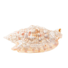 Морская раковина изолированная на белом фоне