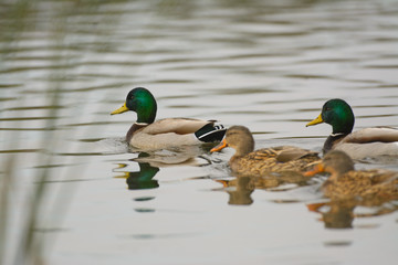 Mallard Ducks swimming