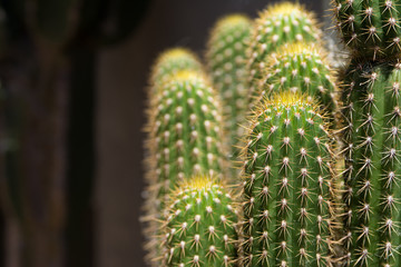 group of tall Cacti
