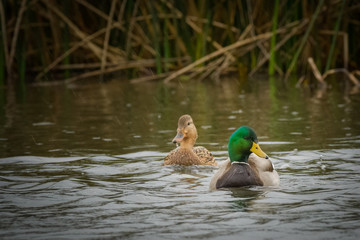 Mallard Ducks swimming