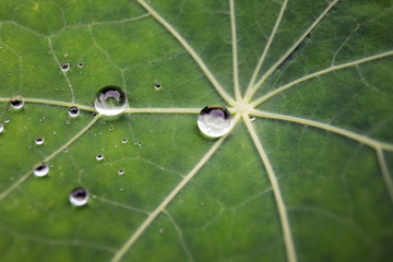Green leaf with water drops for background. Rain drops macro