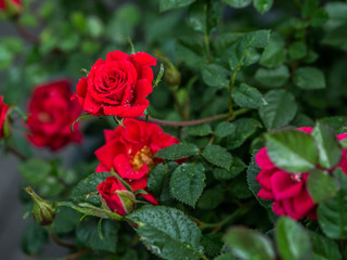 Leuchtende rote Rosen mit ein paar Wassertropfen strahlen im Sonnenlicht