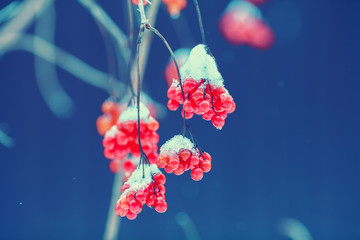 Cluster of Viburnum covered with the first snow