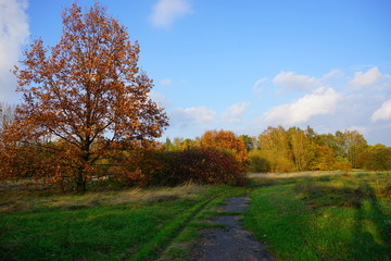 Fototapeta premium Beautiful autumn landscape - autumn great tree - golden autumn in park 