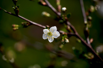 Fresh white cherry flowers on a blurred green garden background. Blossoming cherry close-up.