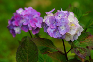 Hydrangea macrophylla - Hortensia flower - Beautiful bush of hydrangea flowers in a garden
