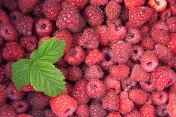 Green leaf of raspberry