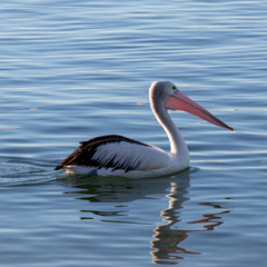 Seabirds of Australia