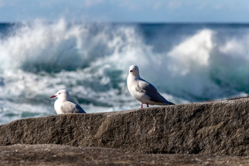 Seabirds of Australia