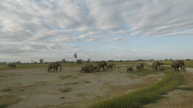 wild living elephants in kenya