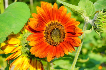Beautiful ornamental sunflower - Helianthus - time sunflowers
