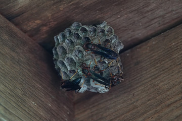 Paper Wasps Climb on a Nest Under the Wood Roof of a Patio in the Midwest USA