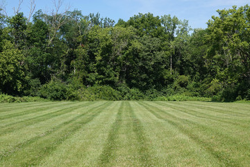 Lines of a mowed, green, grass field are shown, ending at a forest tree line.