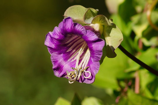 Cobaea scandens in a Garden, (monastery bells, cathedral bells, cup-and-saucer wine).
