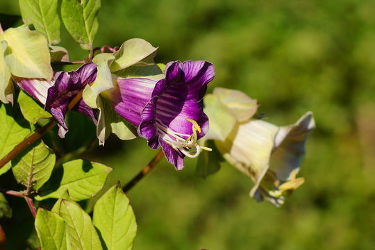 Cobaea scandens in a Garden, (monastery bells, cathedral bells, cup-and-saucer wine).
