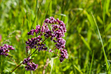 Origanum vulgare medicine herb in field. Purple flowers of origanum vulgare or common oregano.