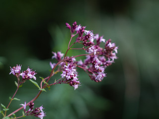 Fototapeta premium Origanum vulgare medicine herb in field. Purple flowers of origanum vulgare or common oregano.
