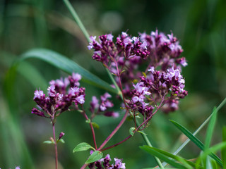 Origanum vulgare medicine herb in field. Purple flowers of origanum vulgare or common oregano.