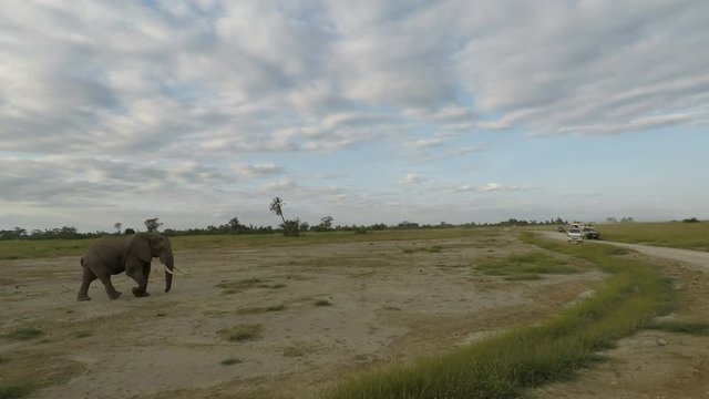 wild living elephants in kenya