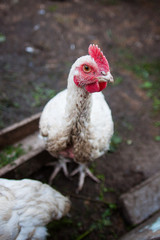 Сhicken broiler on the farm