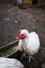 Сhicken broiler on the farm