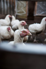 Сhicken broiler on the farm