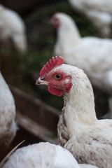 Сhicken broiler on the farm