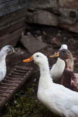 Domestic ducks - waterfowl