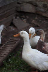 Domestic ducks - waterfowl