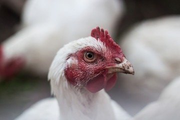 Сhicken broiler on the farm