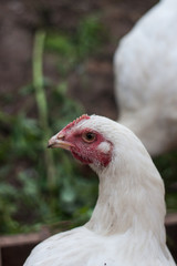 Сhicken broiler on the farm