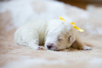 Portrait of one week old puppy breed maremmano abruzzese dog sleeping on the cow's fur.