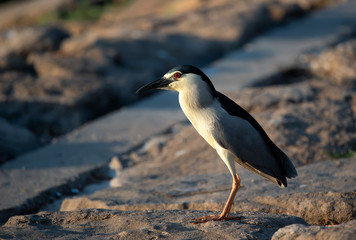 Black-crowned night heron