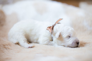 Portrait of one week old puppy breed maremmano abruzzese dog sleeping on the cow's fur.