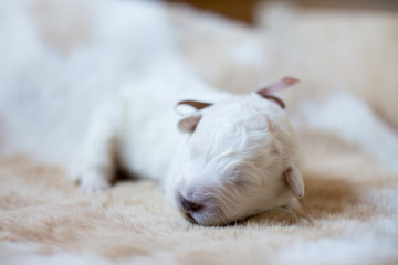 Portrait of one week old puppy breed maremmano abruzzese dog sleeping on the cow's fur.