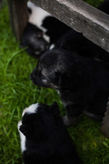 Little Husky puppies
