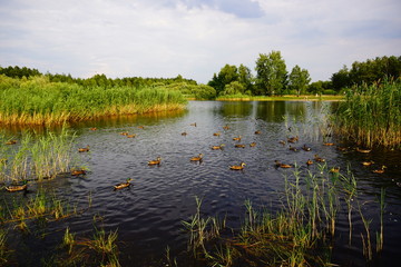Obraz na płótnie Canvas Beautiful pond - green areas of the city - a beautiful summer day - wild ducks on a pond 
