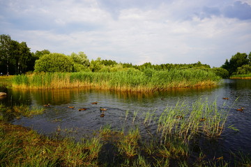 Obraz na płótnie Canvas Beautiful pond - green areas of the city - a beautiful summer day - wild ducks on a pond 