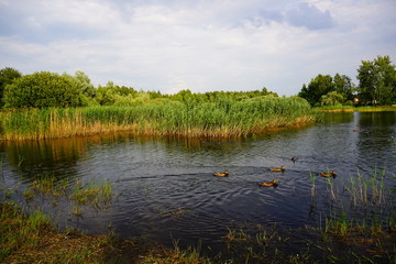 Beautiful pond - green areas of the city - a beautiful summer day - wild ducks on a pond
