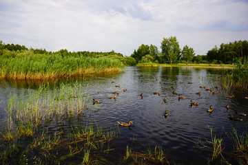 Beautiful pond - green areas of the city - a beautiful summer day - wild ducks on a pond
