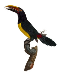 Illustration of bird