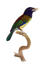 Illustration of bird