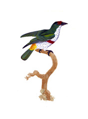 Illustration of bird