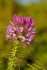 Cleome hassleriana - spider flower in the garden
