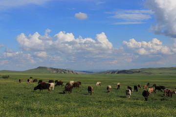 cattle herd in Georgia