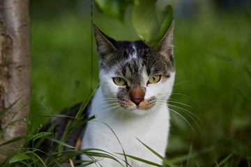 Cute cat looking at camera. Natural light. Domestic cat in the grass.